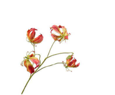 Losse zijdenbloem - Gloriosa  Gl/Roz - 89 cm