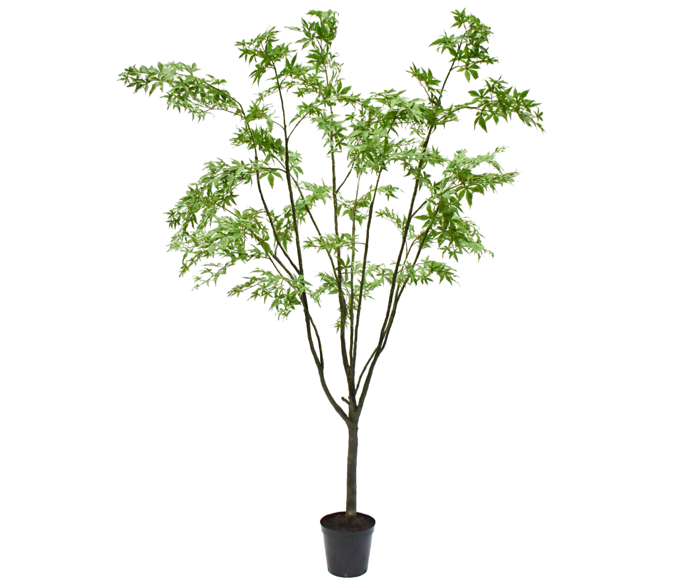 ESDOORN I/POT GROEN 284 cm