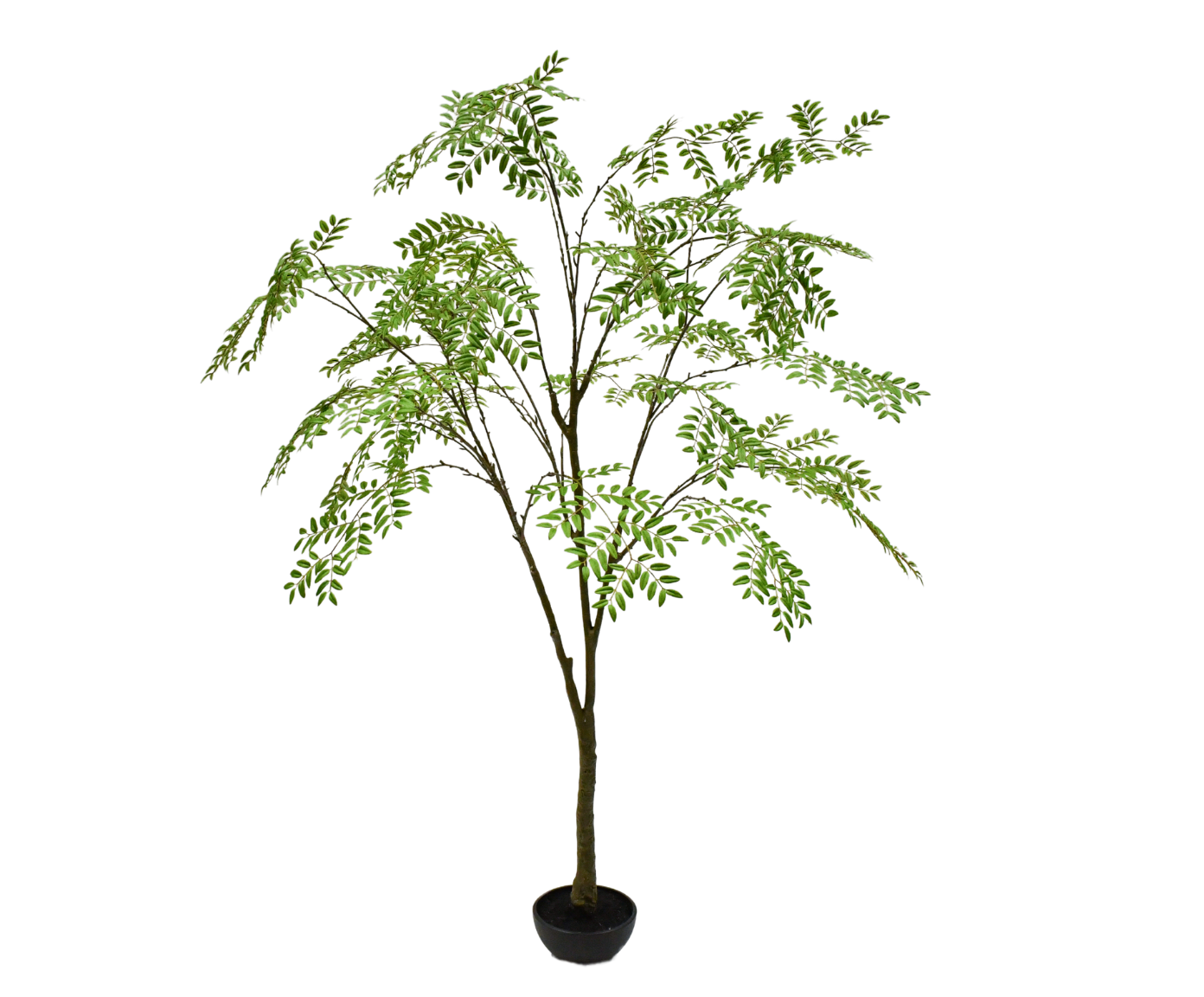 ARALIA I/POT GROEN FR 210 cm