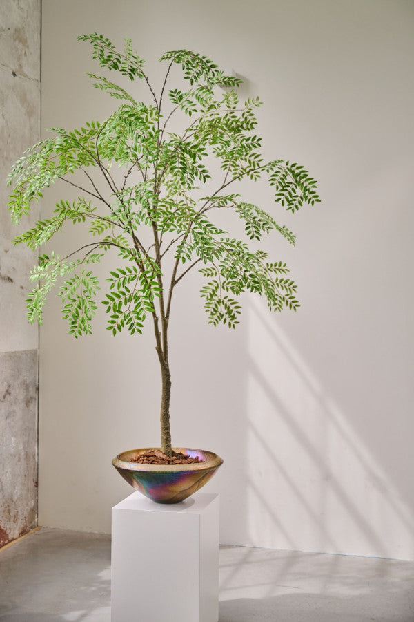 ARALIA I/POT GROEN FR 210 cm