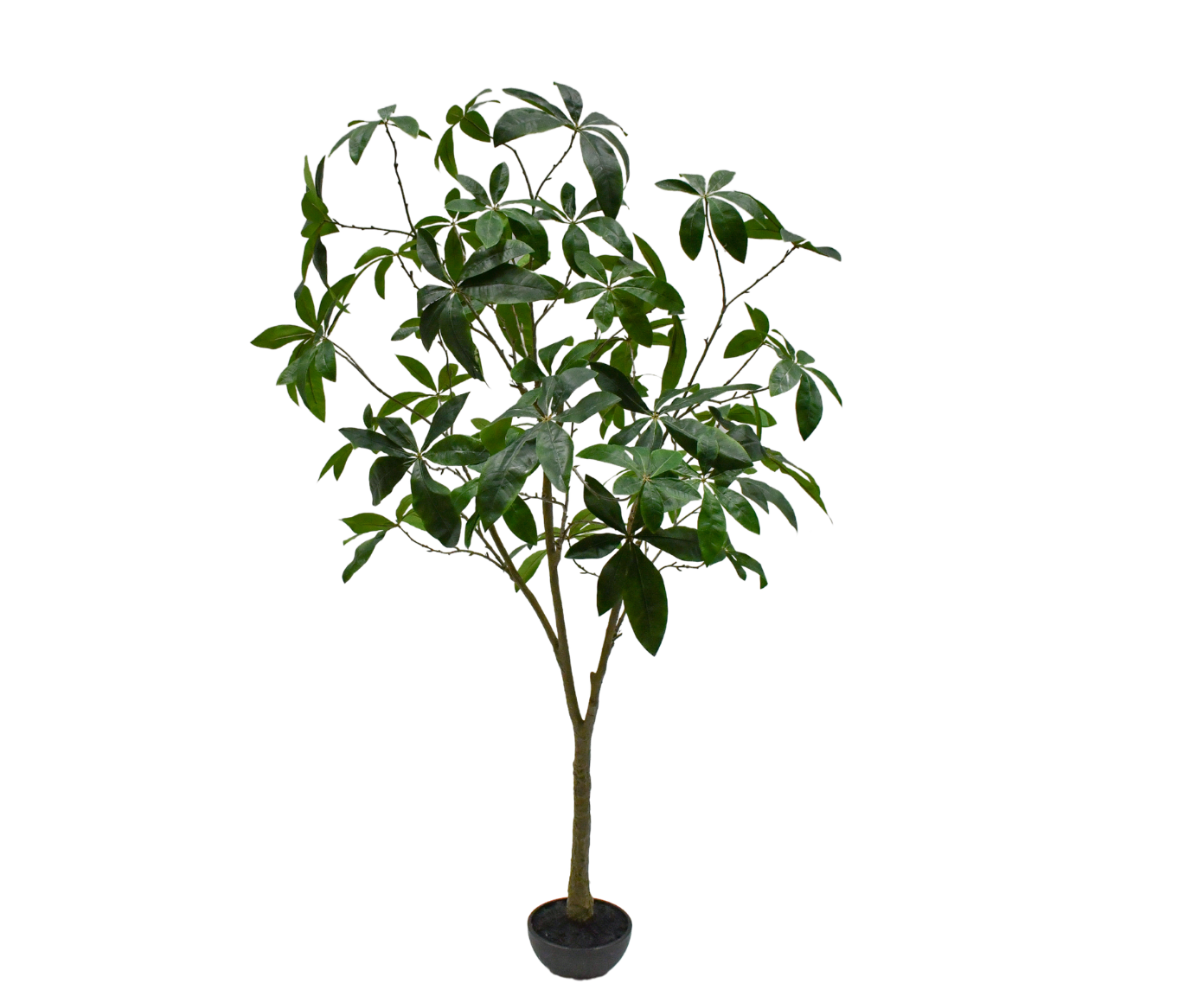 PACHIRA I/POT GROEN FR 205 cm