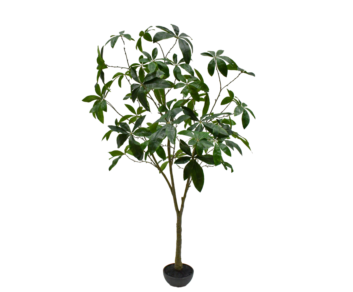 PACHIRA I/POT GROEN 205 cm