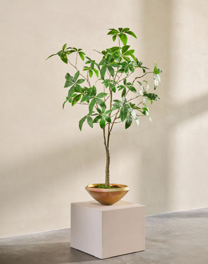 PACHIRA I/POT GROEN 205 cm