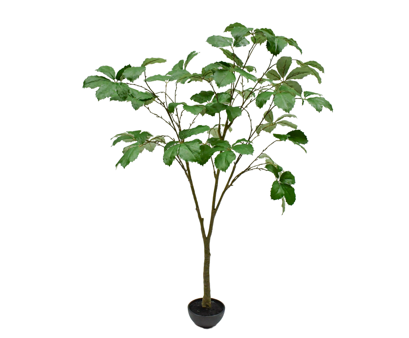KASTANJE I/POT GROEN 205 cm