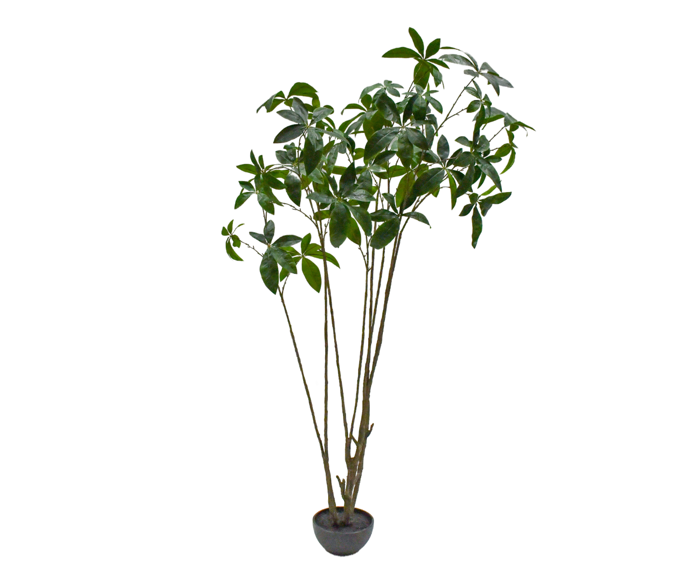 PACHIRA I/POT GROEN FR 230 cm