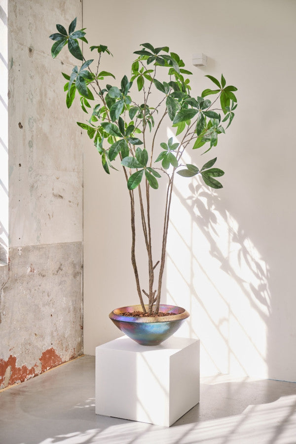 PACHIRA I/POT GROEN FR 230 cm