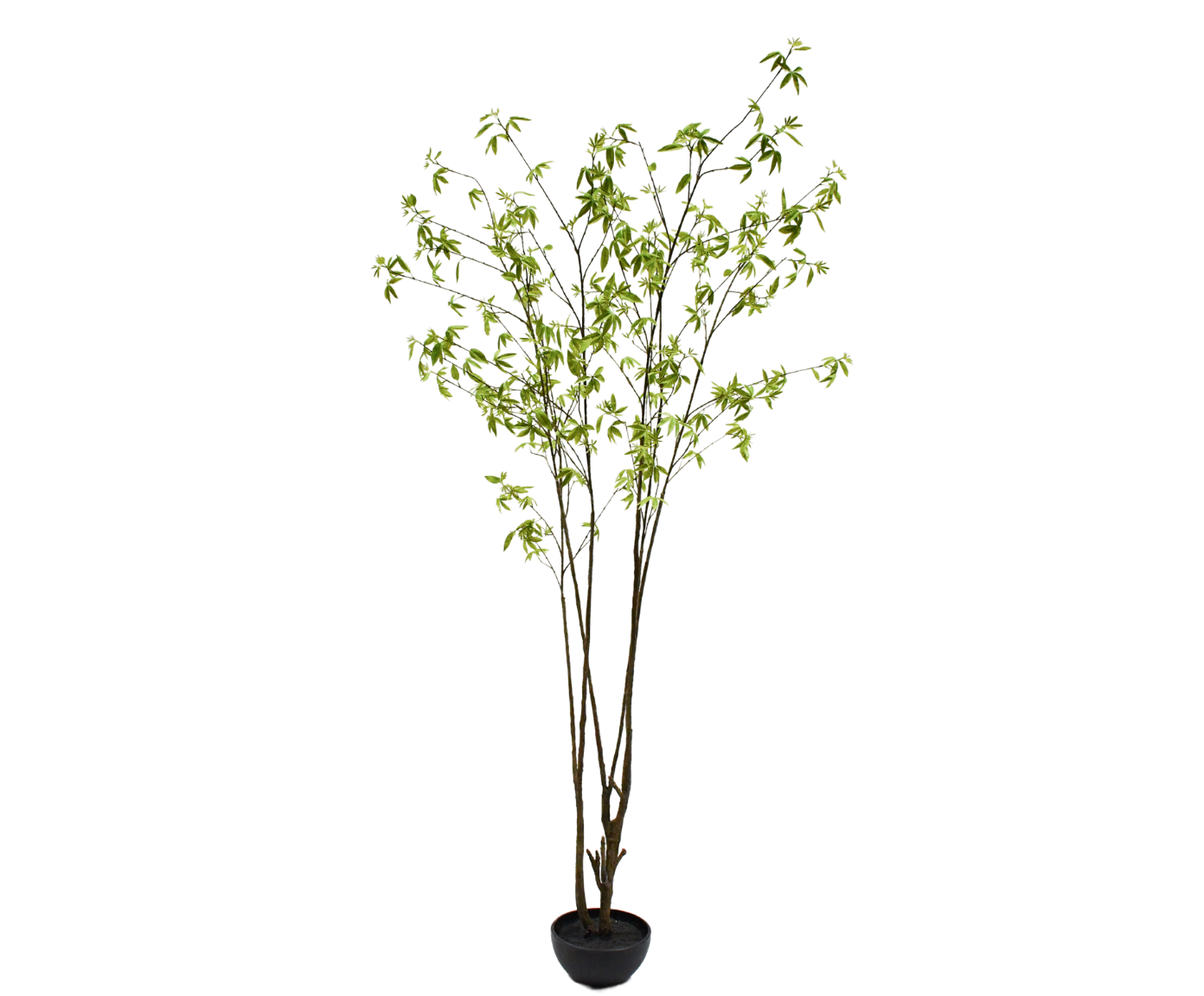 ACER I/POT GROEN 260 cm