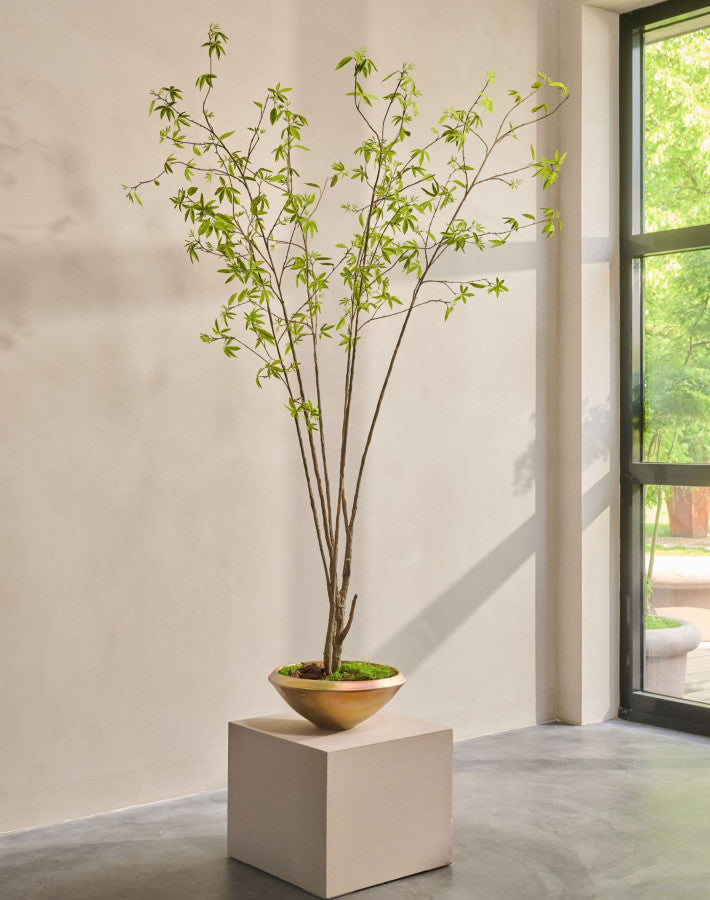 ACER I/POT GROEN 260 cm