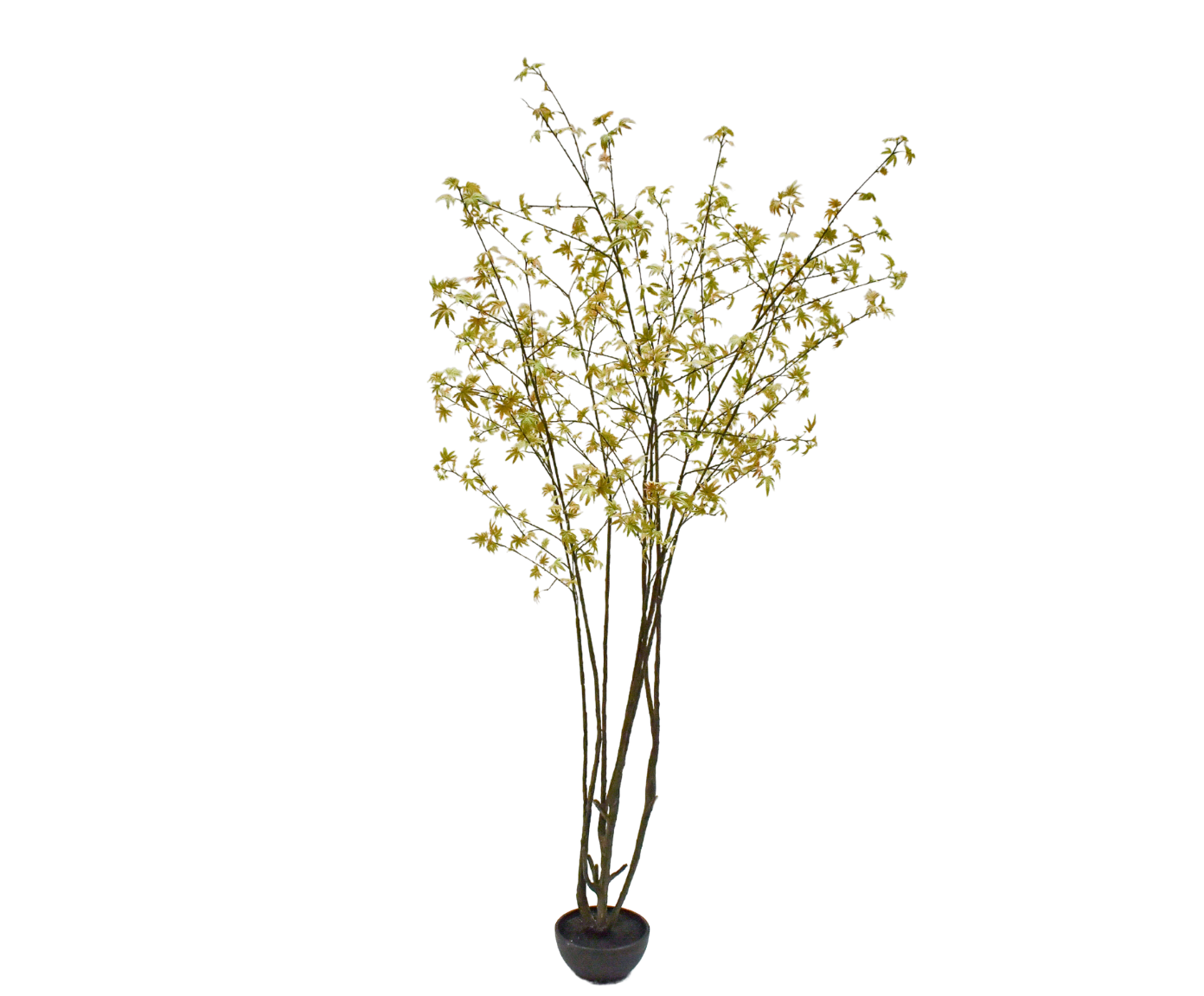 ACER I/POT GROEN 255 cm