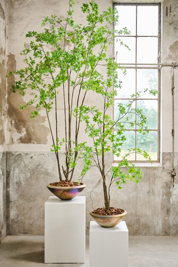 BUCIDA I/POT GROEN  250 cm