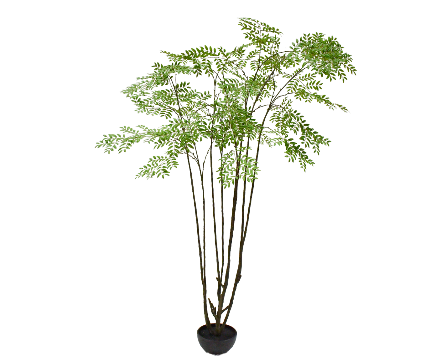 ARALIA I/POT GROEN FR 240 cm