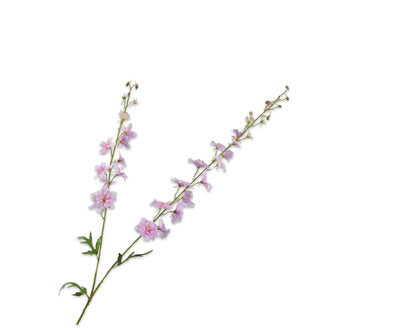 Losse zijdenbloem - Delphinium  Roze Lt Rt - 122 cm