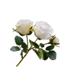 ROOS TAK CREME RT 56 cm