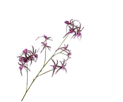 Losse zijdenbloem - Orchidee  Prs/Roz - 108 cm