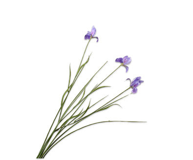 Losse zijdenbloem - Iris  Lavend - 71 cm