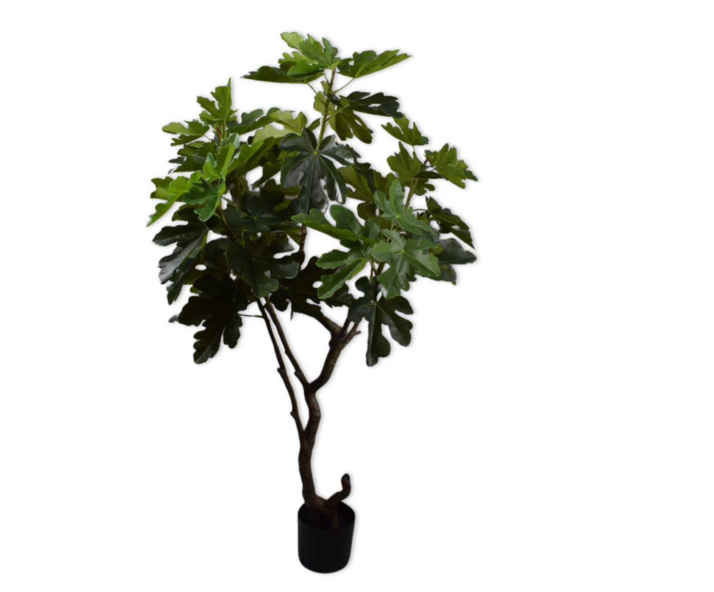 VIJG  GROEN  152 cm