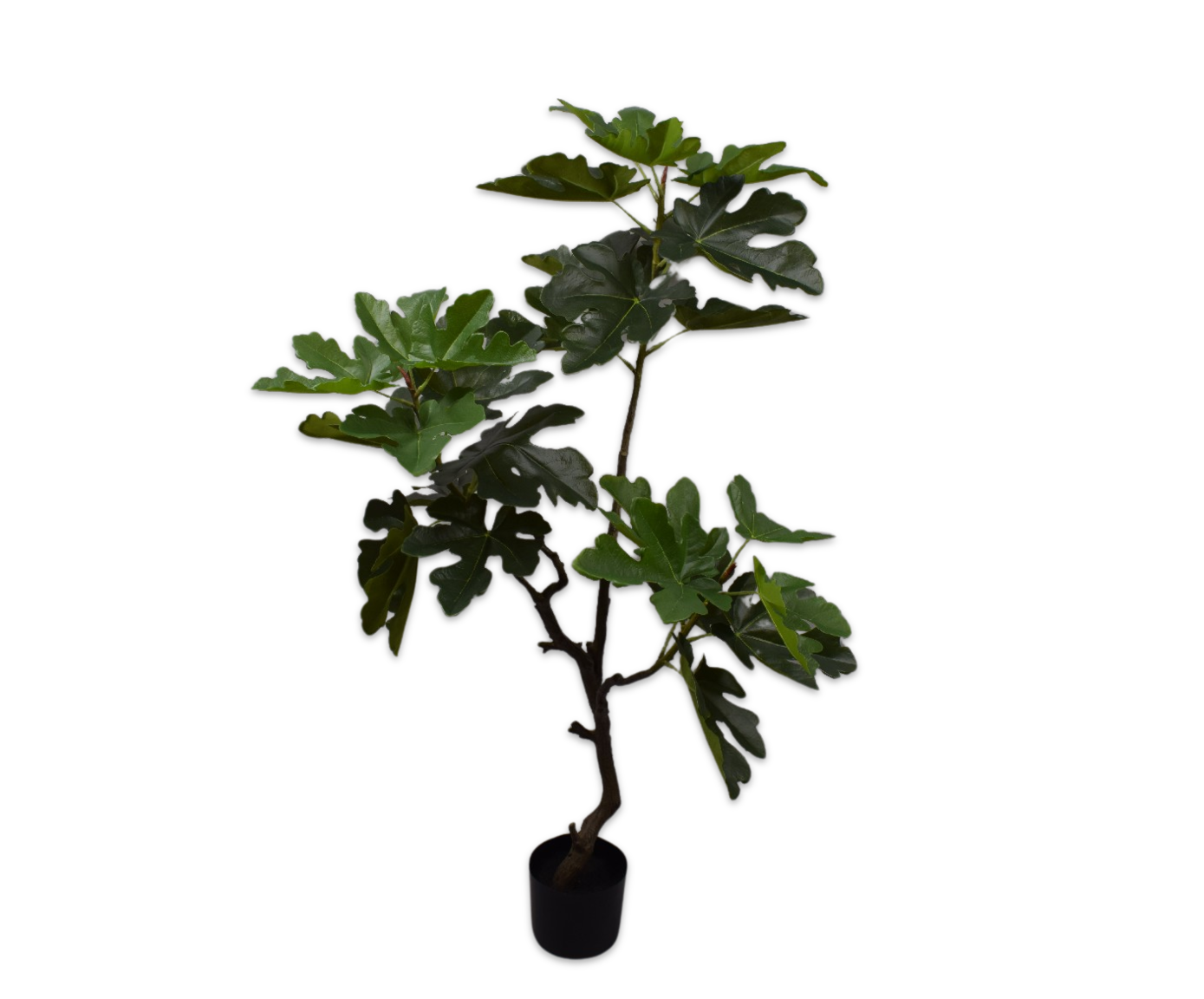 VIJG  GROEN  122 cm