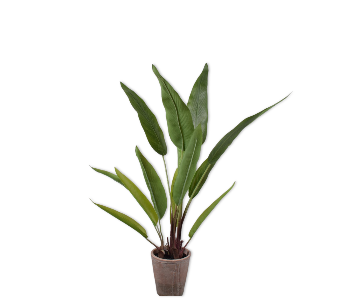 BANAAN PLANT GROEN  91 cm