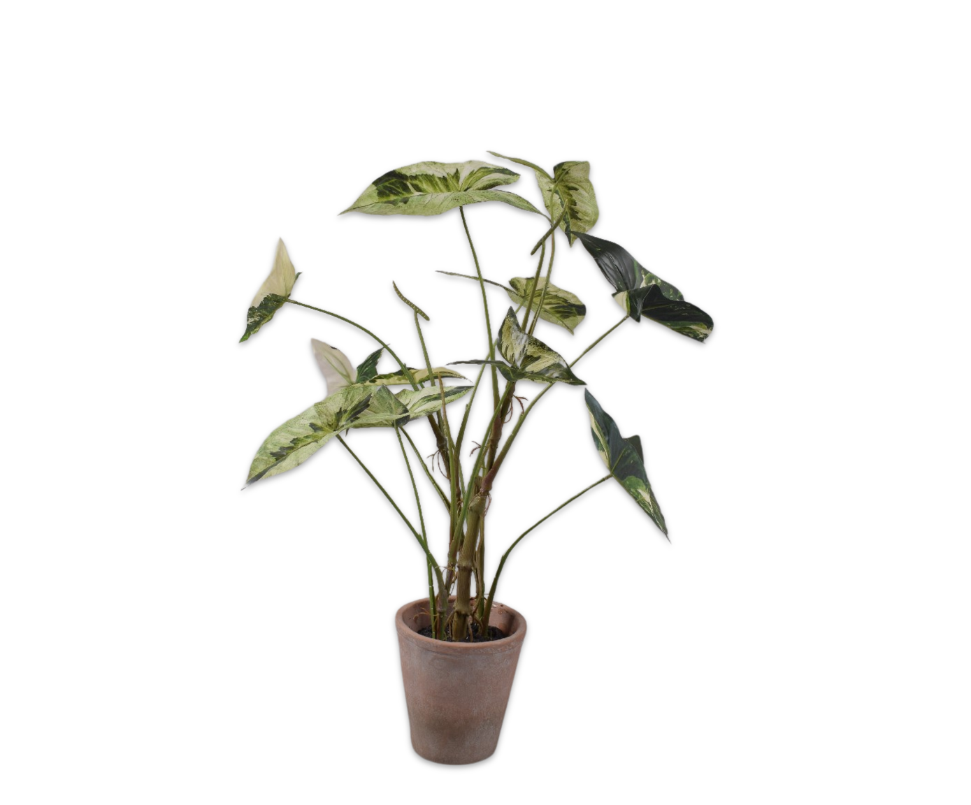 CALADIUM  GROEN  80 cm (set of 4)