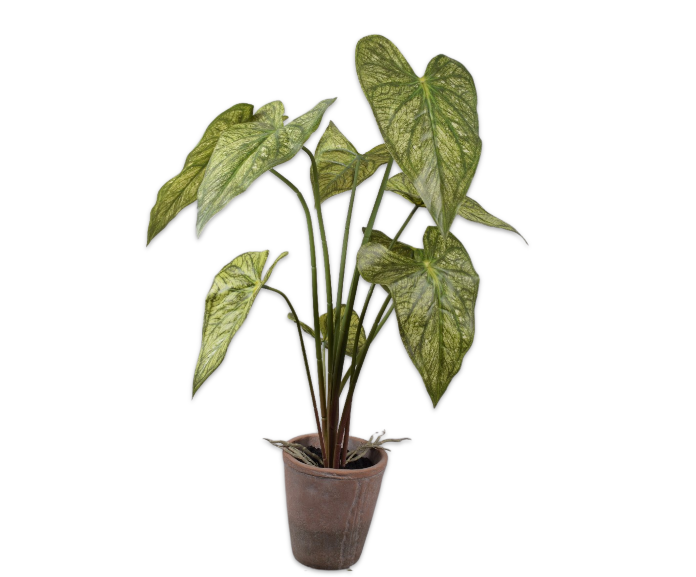 CALADIUM I/POT GROEN  73 cm (set of 3)
