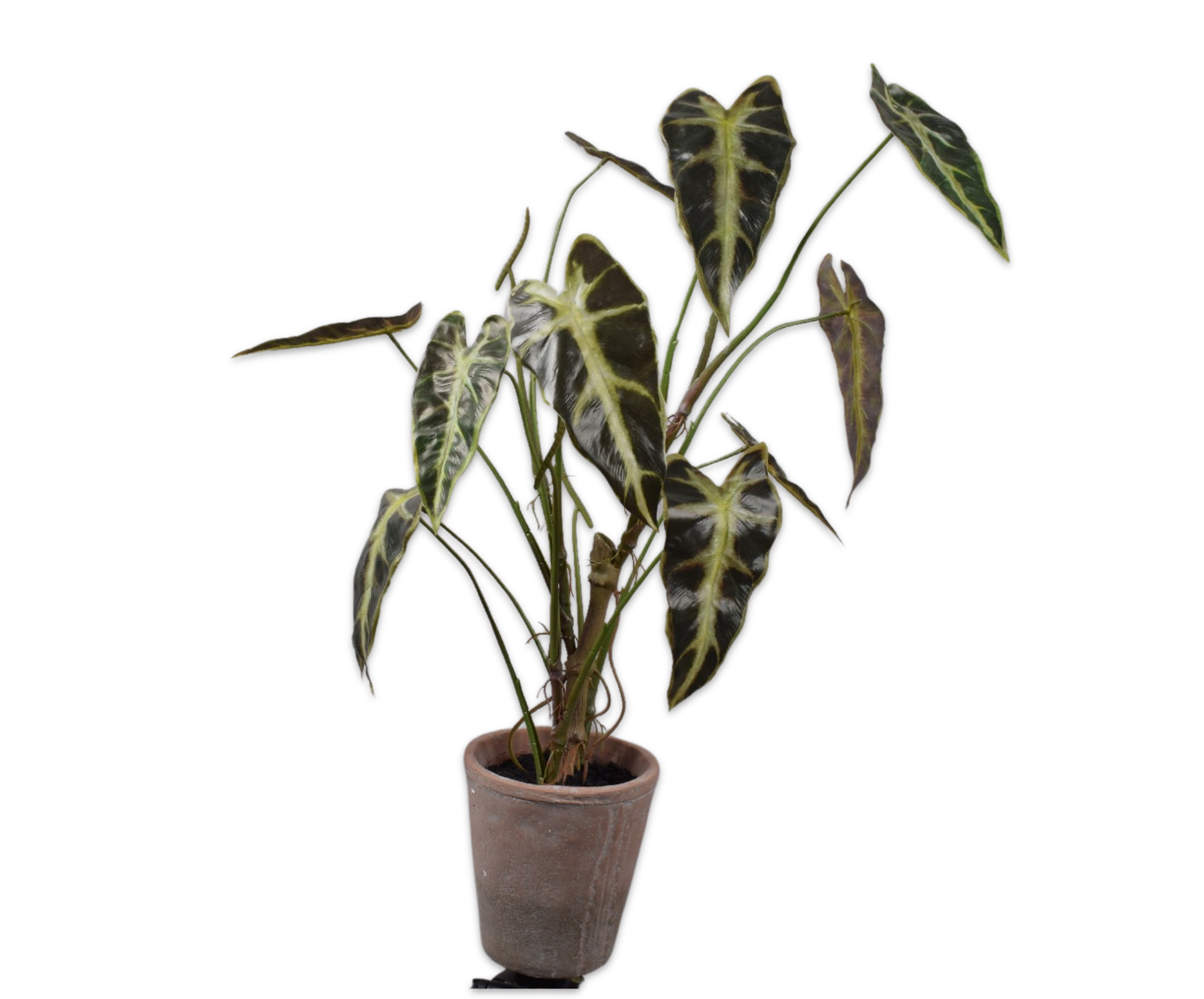 CALADIUM I/POT GROEN  80 cm (set of 4)