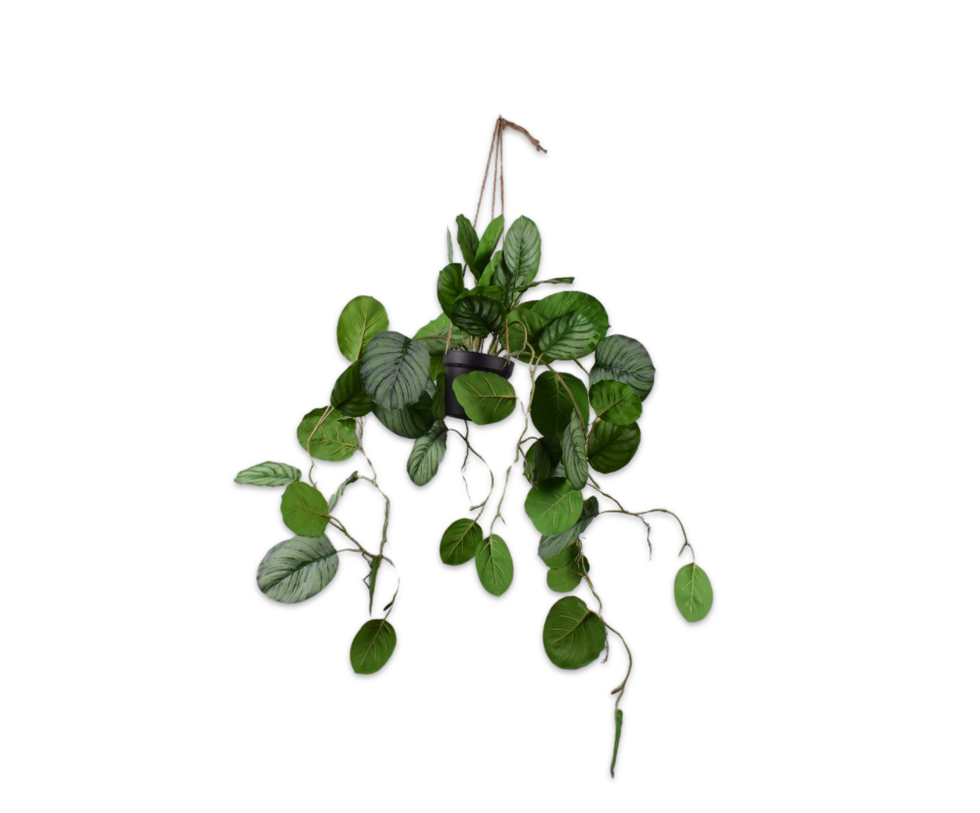 CALATHEA HANG GROEN  104 cm