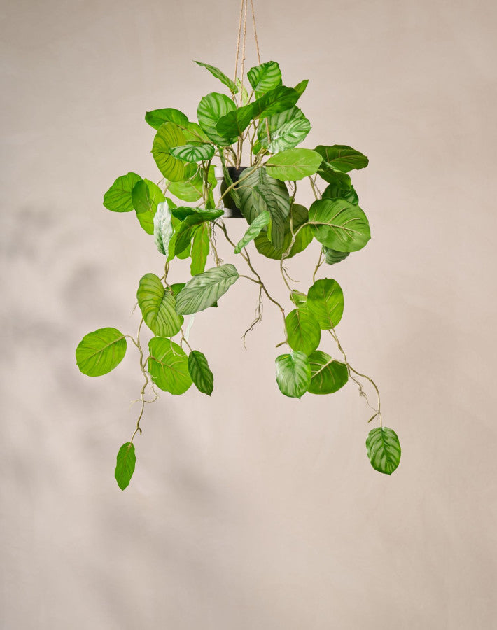 CALATHEA HANG GROEN  104 cm