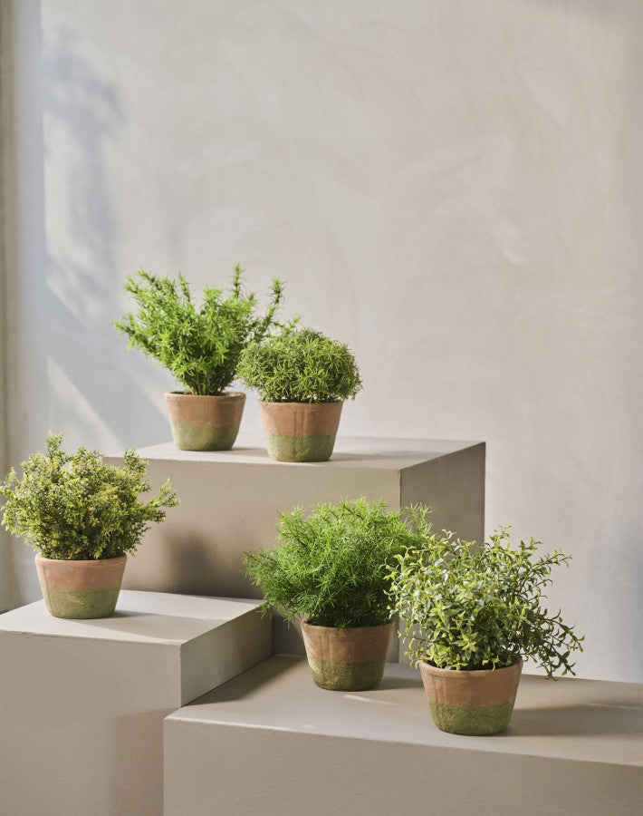 ASPARAGUS  GROEN  24 cm (set of 4)