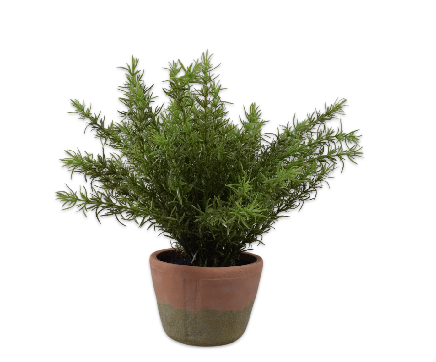 ASPARAGUS  GROEN  38 cm (set of 4)
