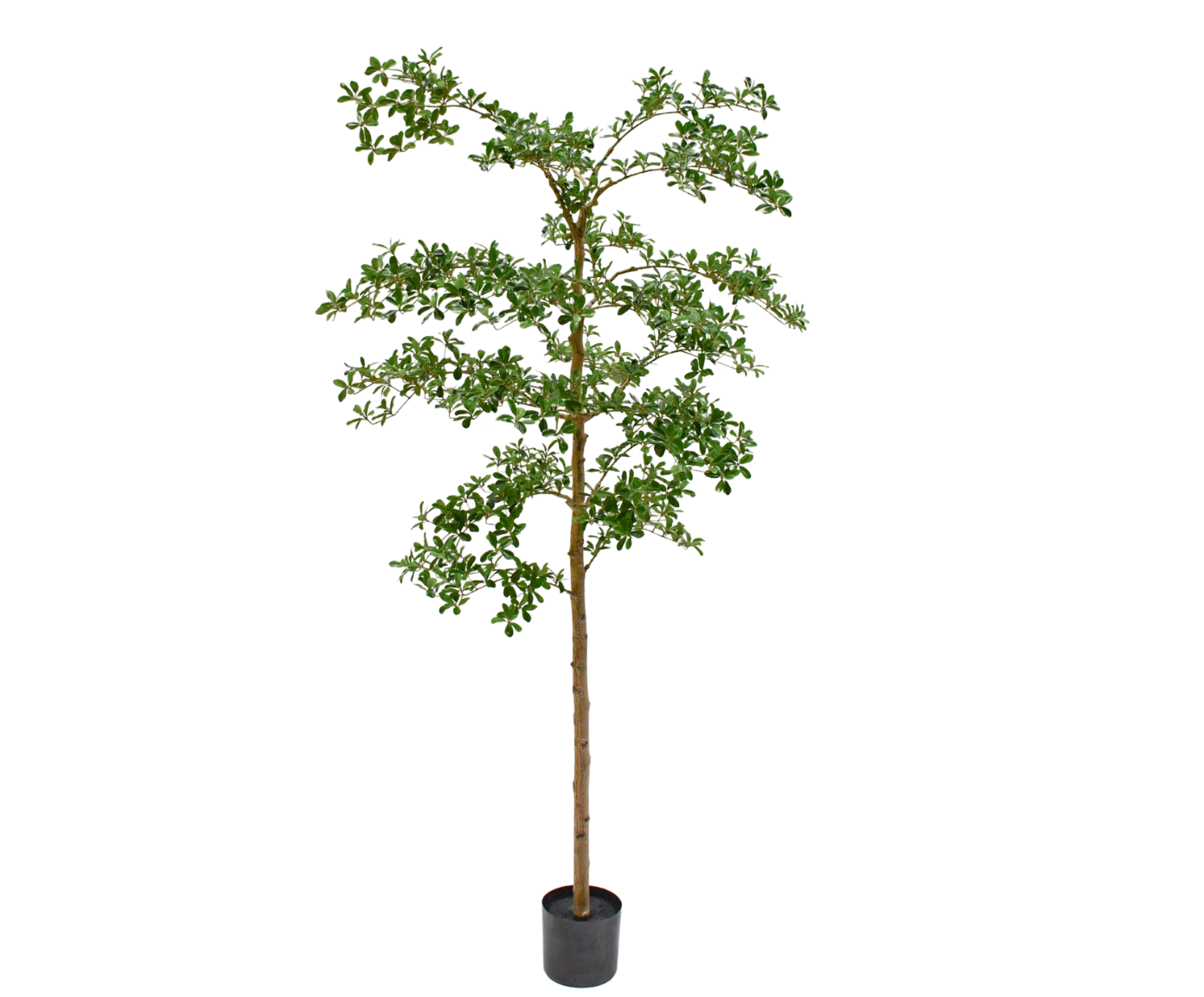 BUCIDA I/POT GROEN 213 cm