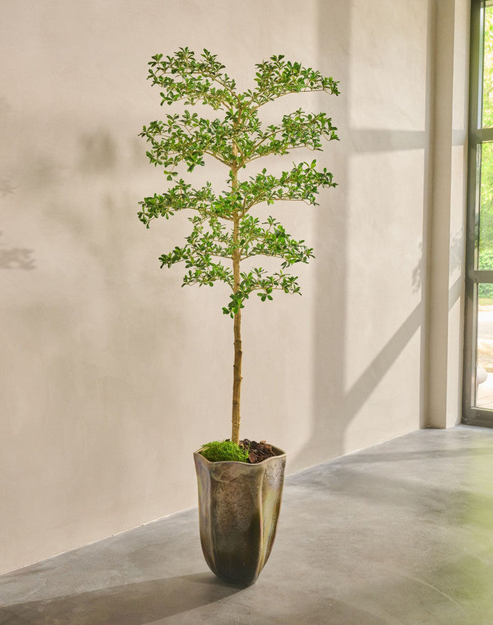 BUCIDA I/POT GROEN 213 cm