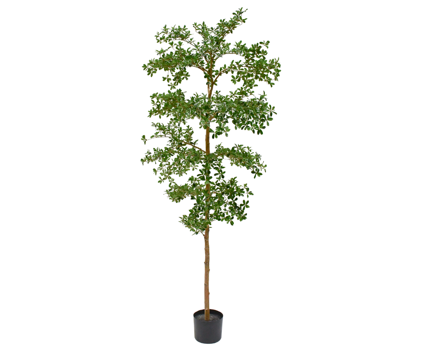 BUCIDA I/POT GROEN 244 cm