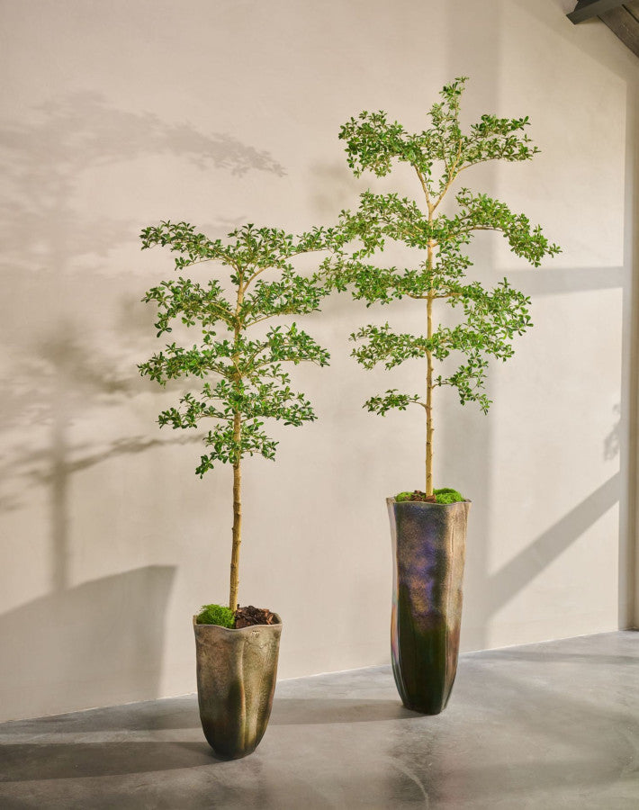 BUCIDA I/POT GROEN 244 cm