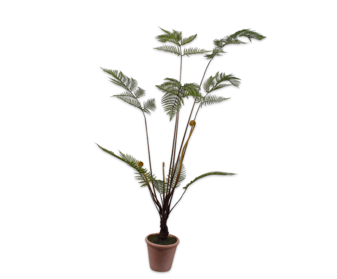VAREN  GROEN  150 cm