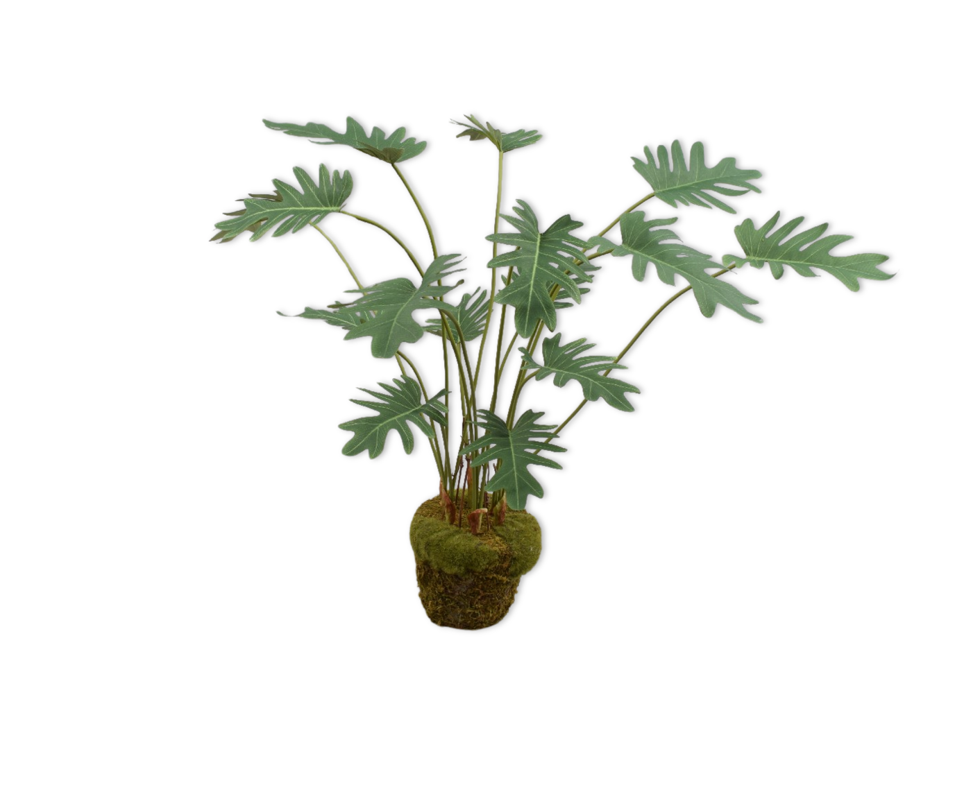 PHILODENDRON  GROEN  56 cm