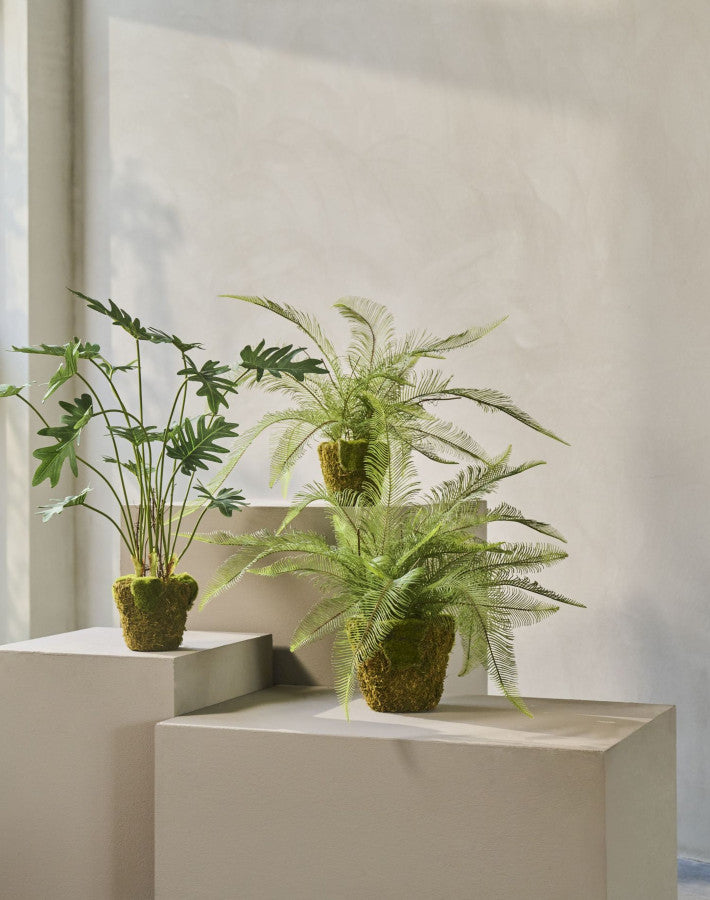 PHILODENDRON  GROEN  56 cm