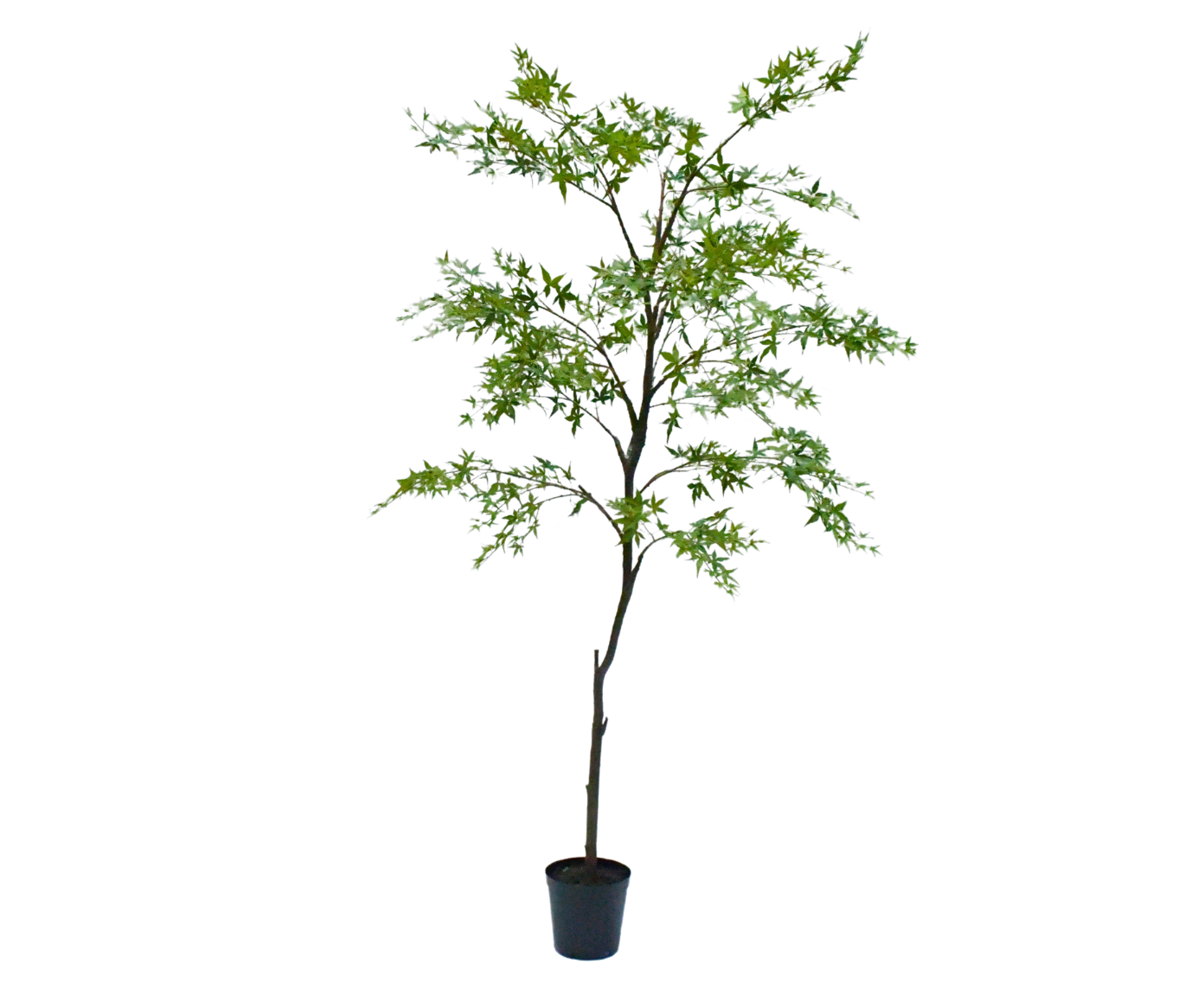 PLANT ESDOORN GROEN  249 cm