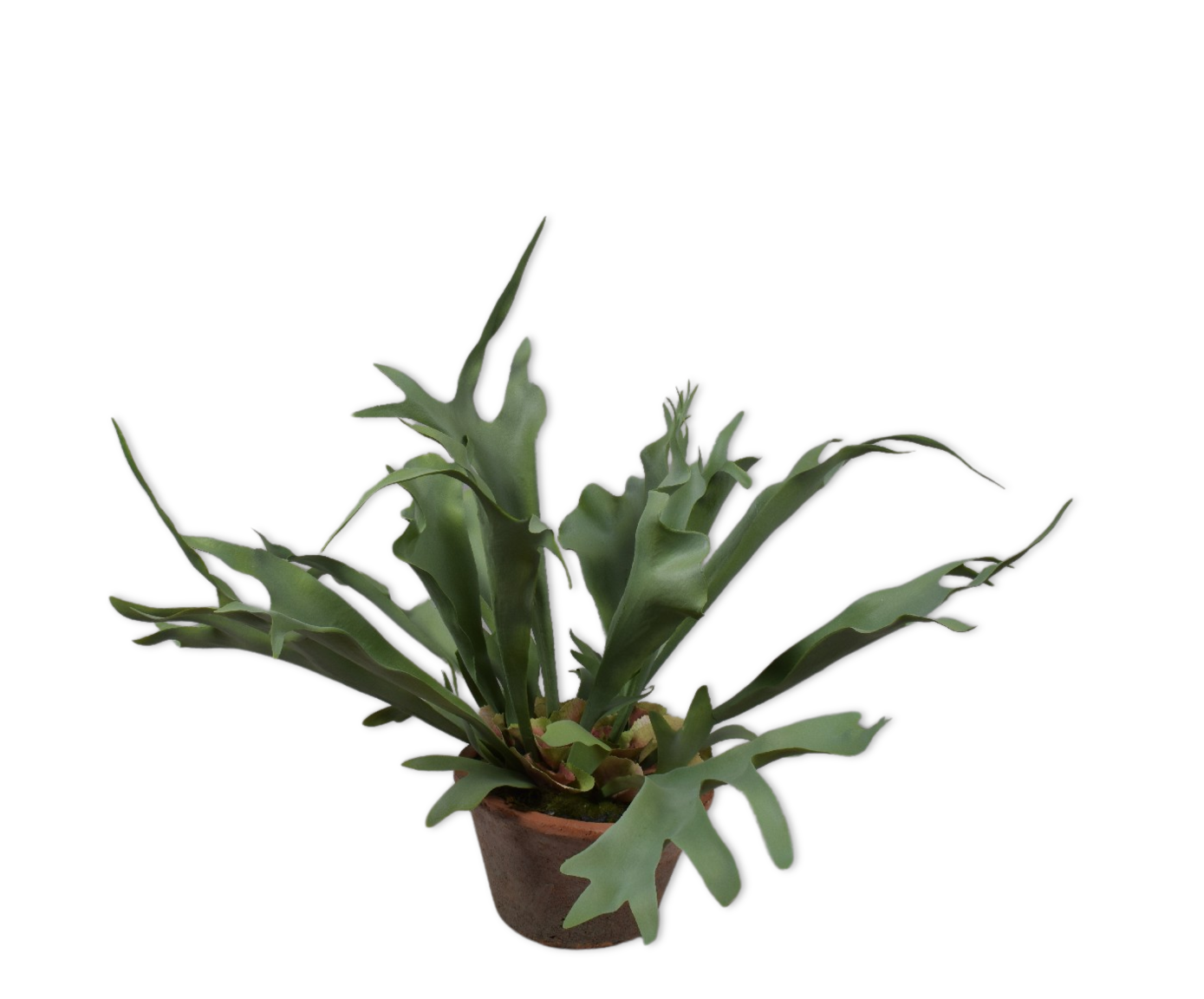 HERTSHOORN  GROEN  56 cm