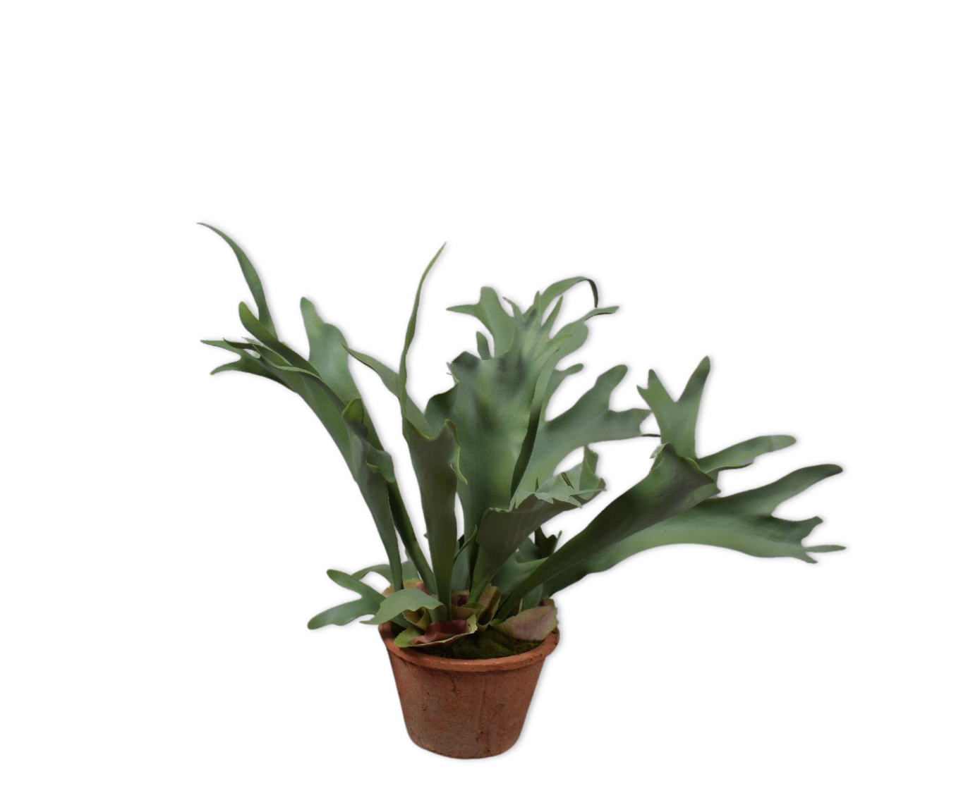 HERTSHOORN  GROEN  48 cm