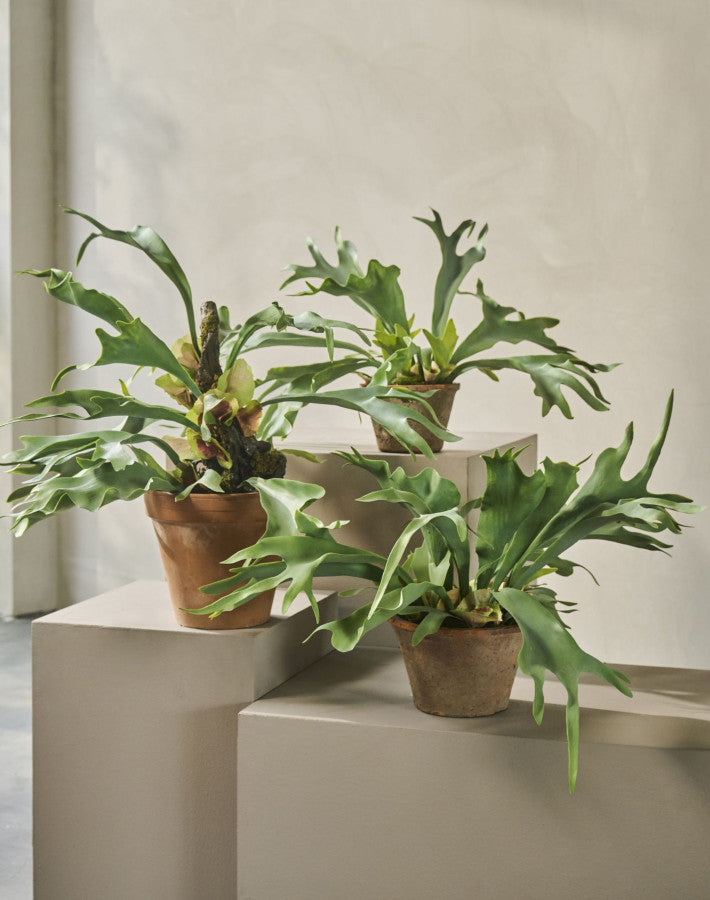 HERTSHOORN  GROEN  48 cm