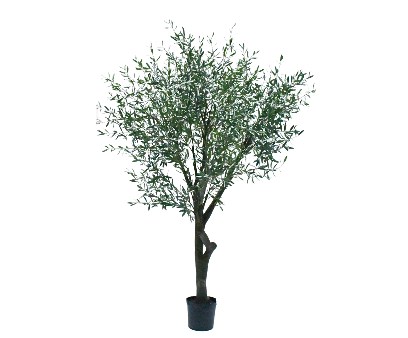 OLIJF BOOM GROEN  305 cm