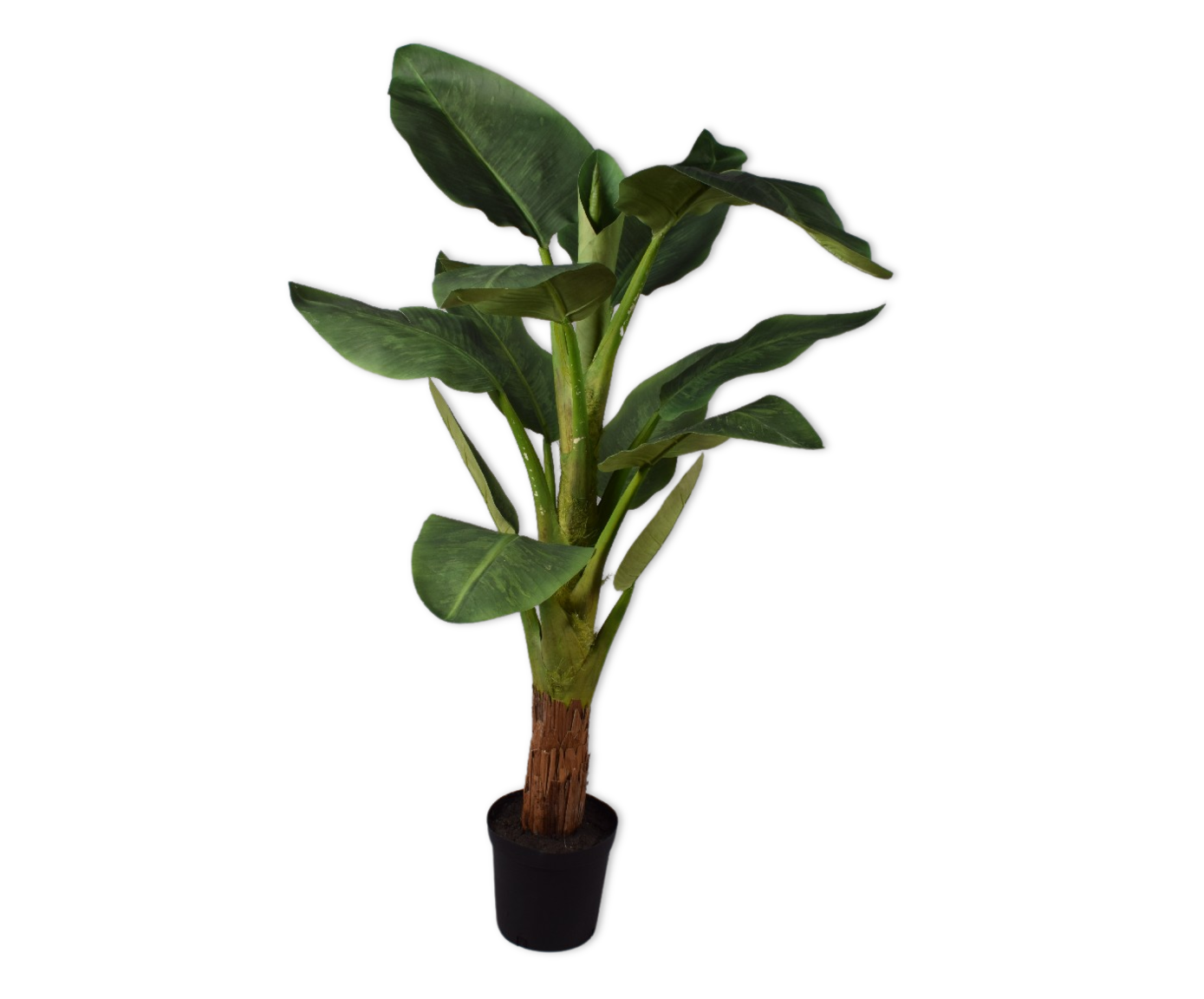 STRELITZIA  GROEN 137 cm
