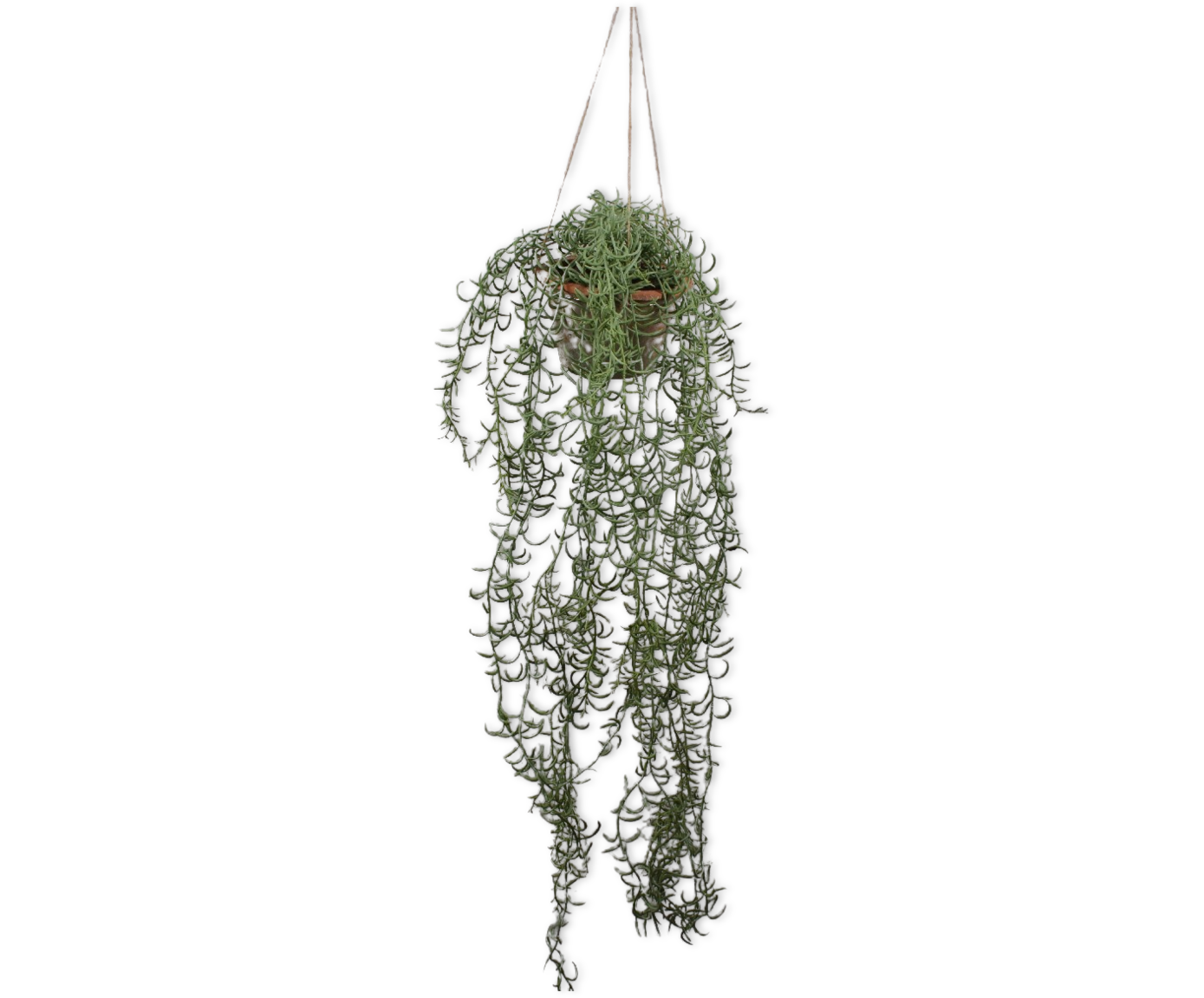 PLANT HANG  GROEN  173 cm