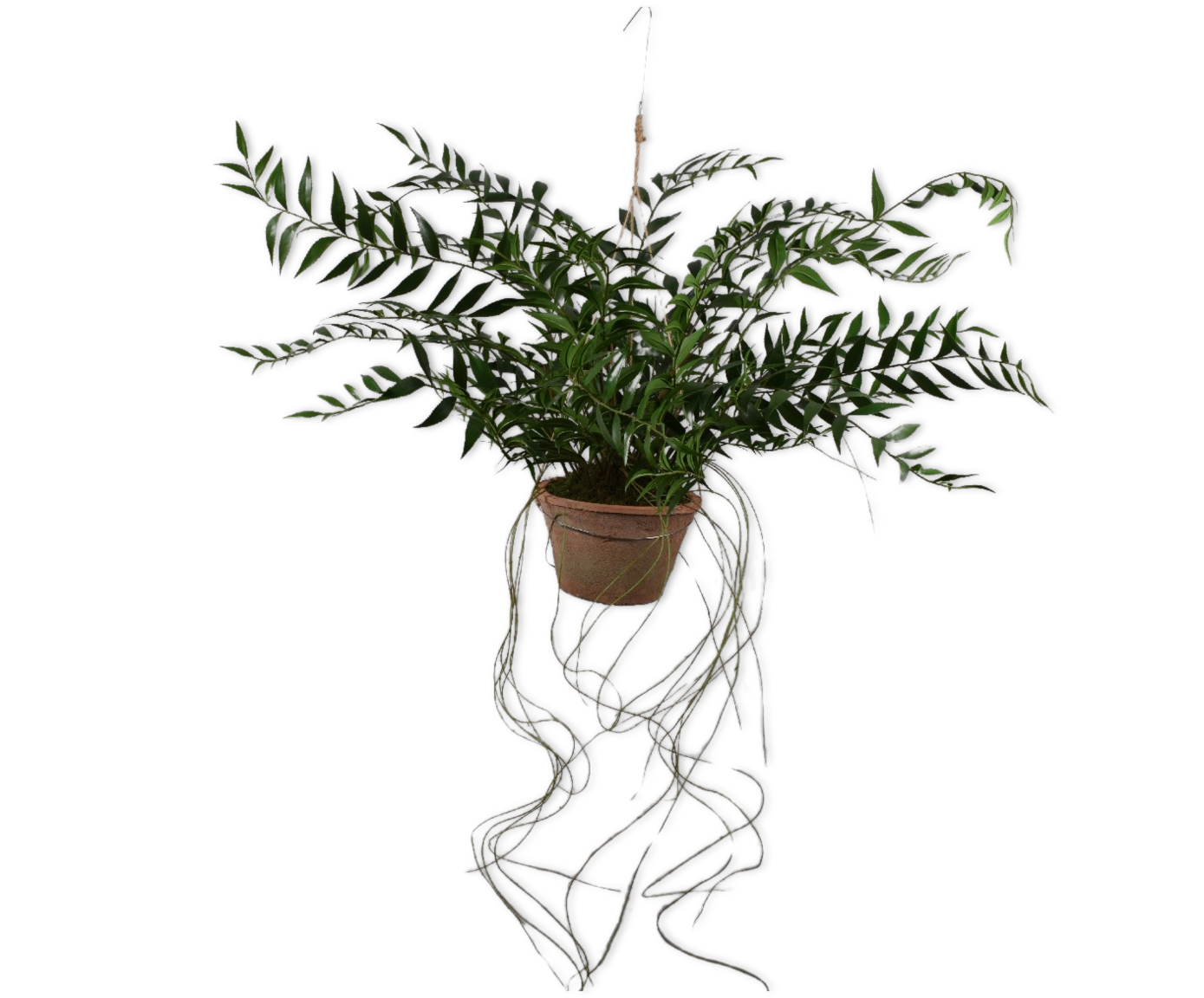 VAREN HANG GROEN  71 cm