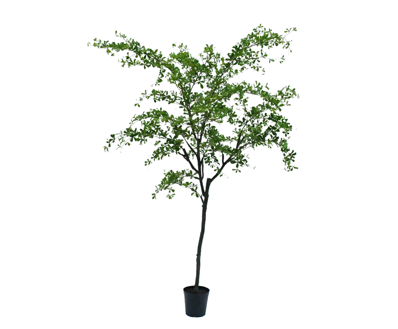 BUCIDA  GROEN  300 cm