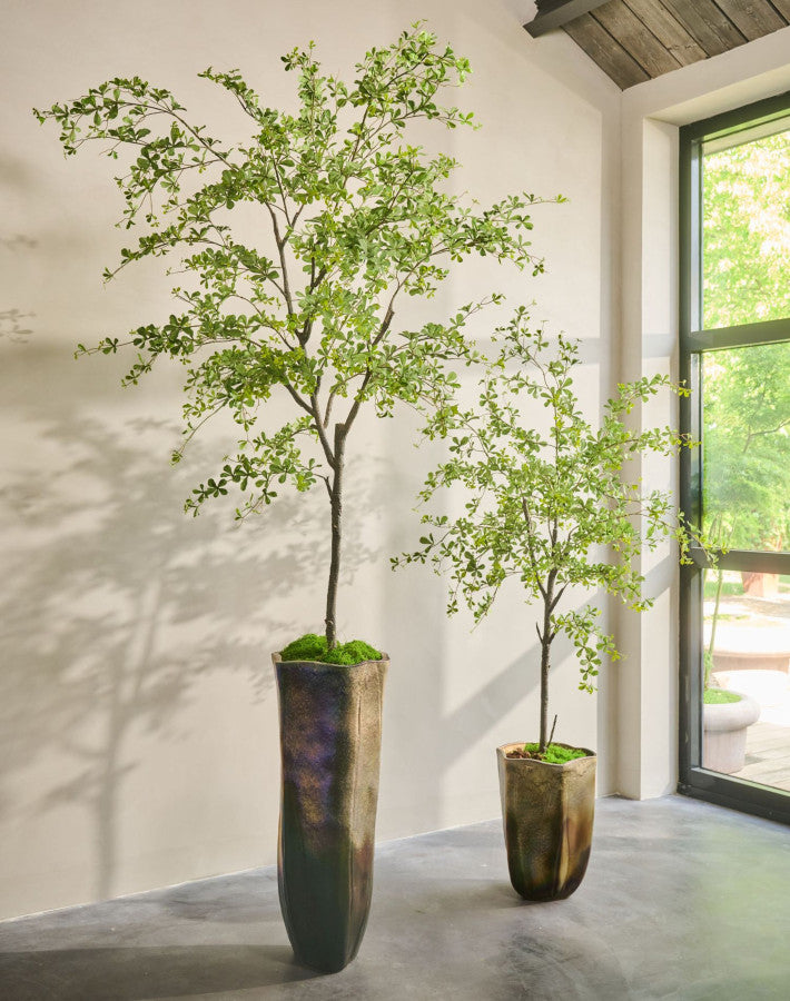 BUCIDA  GROEN  300 cm
