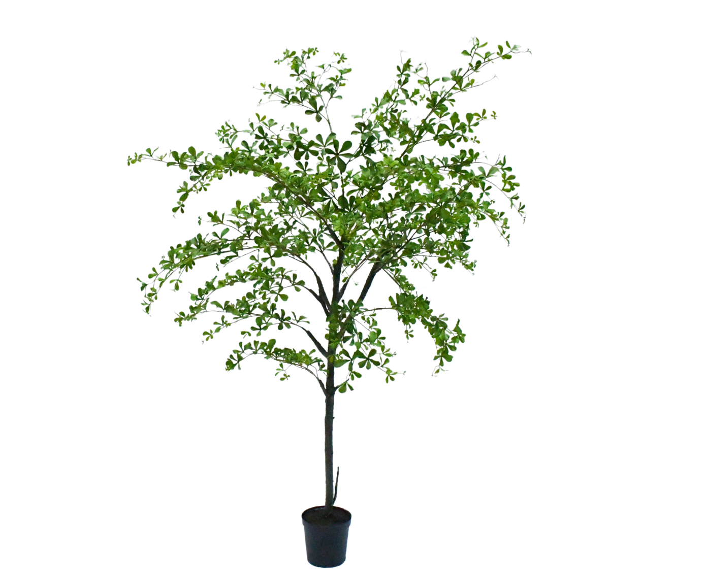 BUCIDA  GROEN  228 cm
