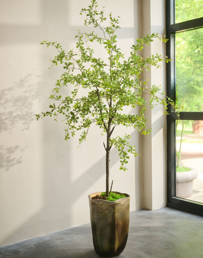 BUCIDA  GROEN  228 cm