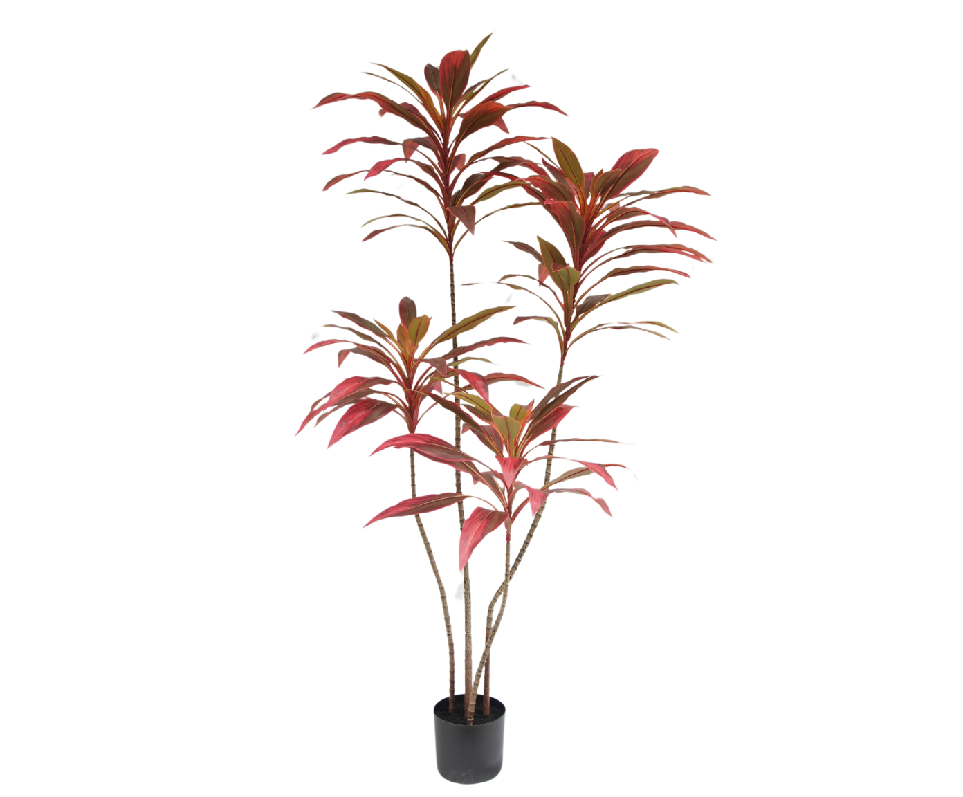 CORDYLINE  BRUIN  150 cm
