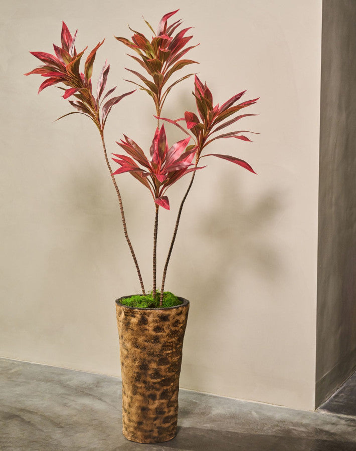 CORDYLINE  BRUIN  150 cm